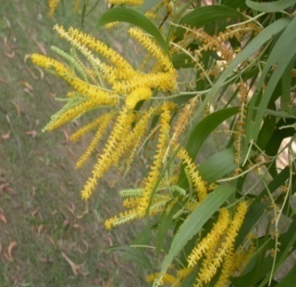 Acacia auriculiformis