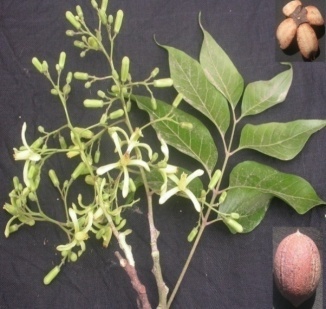 Chukrasia tabularis3