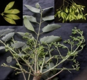 AILANTHUS EXCELSA Roxb.