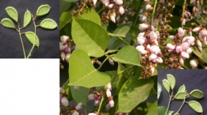 PONGAMIA PINNATA (Linn.) Merr