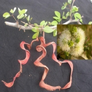 PITHECELLOBIUM DULCE (Roxb.) Benth