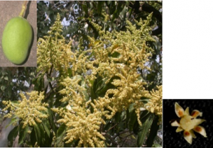 MANGIFERA INDICA Linn.