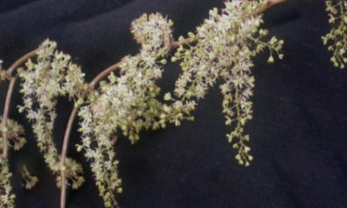 ASPARAGUS RACEMOSUS Willd.