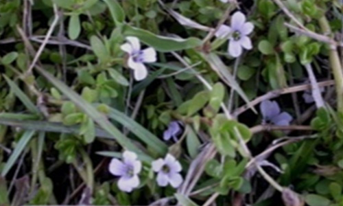 BACOPA MONNIERI (L.) Penn.