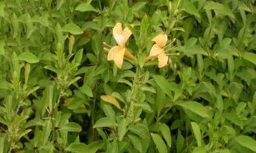 BARLERIA PRIONITIS Linn.