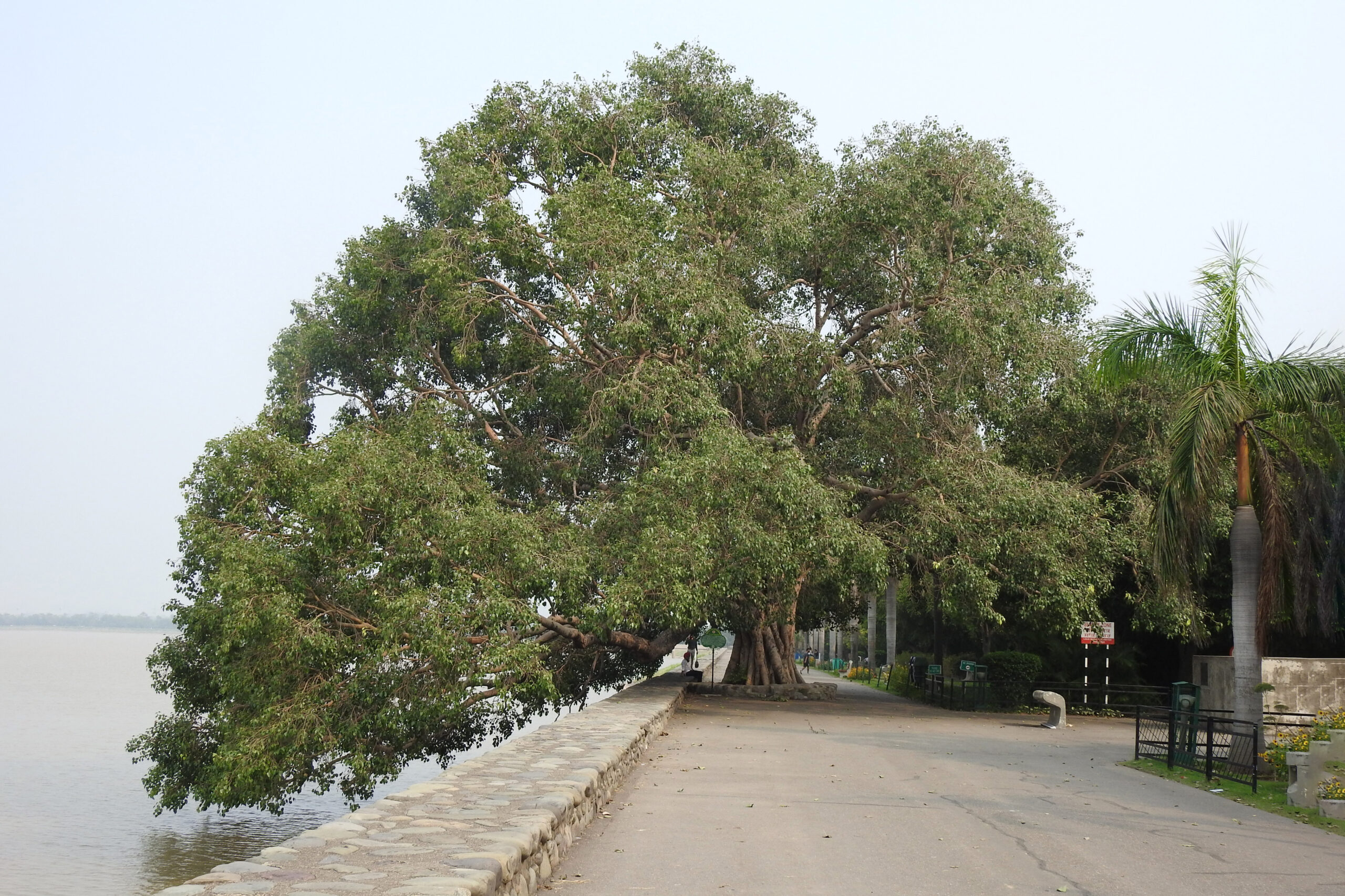 Peepal-&-Banyan-Tree-Planted-At-City-Forest